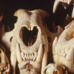 Crani di Felidi della collezione di mammiferi - Foto G. A. Rossi/MSNM